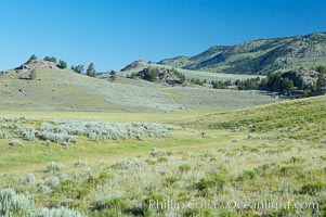 Lamar Valley, summer. The Lamar Valleys rolling hills are home to many large mammals and are often called Americas Serengeti, Yellowstone National Park, Wyoming