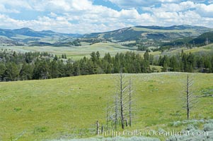 Lamar Valley, summer. The Lamar Valleys rolling hills are home to many large mammals and are often called Americas Serengeti, Yellowstone National Park, Wyoming