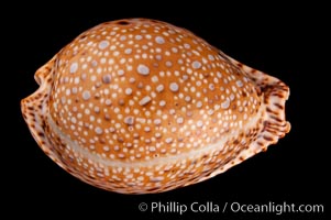 Lamarck's Cowrie, Cypraea lamarckii