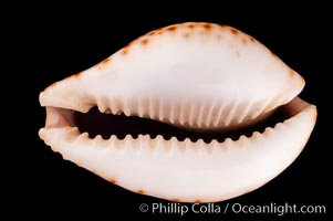 Lamarck's Cowrie, Cypraea lamarckii