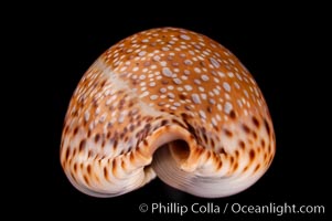 Lamarck's Cowrie, Cypraea lamarckii