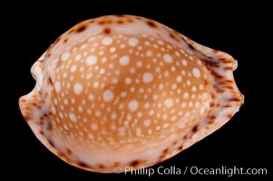 Lamarck's Cowrie, Cypraea lamarckii redimita