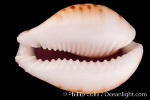 Lamarck's Cowrie, Cypraea lamarckii redimita