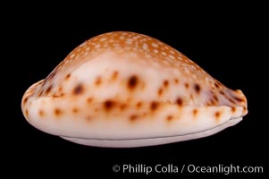 Lamarck's Cowrie, Cypraea lamarckii redimita