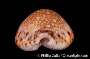 Lamarck's Cowrie, Cypraea lamarckii redimita