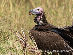 Lappet-Faced Vulture, Torgos tracheliotos, Masai Mara, Kenya, Torgos tracheliotos, Maasai Mara National Reserve