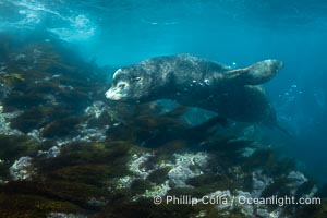 Large Adult Male California Sea Lion Bull Underwater, Mexico. His sagittal crest, the prominent bump on the top of his head, is clearly seen. A few bubbles trail behind him because he typically barks underwater as he swims. This bull had assembled a large group of adult females and remained in a 75-yard stretch of rocky shoreline to guard them from other males. Here he is seen patrolling the underwater perimeter of his harem territory, something he does often, Zalophus californianus, Coronado Islands (Islas Coronado)