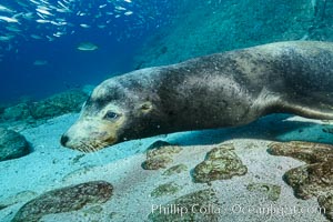 Large adult male California sea lion underwater, Sea of Cortez, Mexico, Zalophus californianus