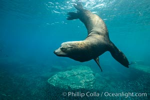 Large adult male sea lion underwater, Zalophus californianus, Sea of Cortez