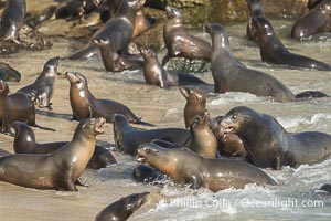 California Sea Lions in La Jolla Cove, these sea lions are seeking protection from large waves by staying in the protected La Jolla Cove, Zalophus californianus