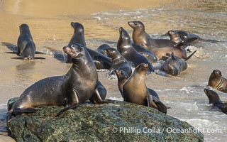 California Sea Lions in La Jolla Cove, these sea lions are seeking protection from large waves by staying in the protected La Jolla Cove, Zalophus californianus