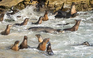 California Sea Lions in La Jolla Cove, these sea lions are seeking protection from large waves by staying in the protected La Jolla Cove, Zalophus californianus