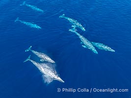 Large Seven Animal Gray Whale Courtship Group, Aerial Photo, San Diego. Courtship during the southern migration, far to the north of the Mexican lagoons of Baja California where most gray whale births take place, Eschrichtius robustus