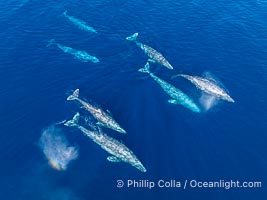 Large Seven Animal Gray Whale Courtship Group, Aerial Photo, San Diego. Courtship during the southern migration, far to the north of the Mexican lagoons of Baja California where most gray whale births take place, Eschrichtius robustus