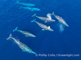 Large Seven Animal Gray Whale Courtship Group, Aerial Photo, San Diego. Courtship during the southern migration, far to the north of the Mexican lagoons of Baja California where most gray whale births take place, Eschrichtius robustus