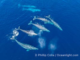 Large Seven Animal Gray Whale Courtship Group, Aerial Photo, San Diego. Courtship during the southern migration, far to the north of the Mexican lagoons of Baja California where most gray whale births take place, Eschrichtius robustus
