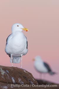 Western gull, pre-sunrise, Larus occidentalis, La Jolla, California