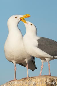 Western gulls, courtship behaviour. La Jolla, California, USA, Larus occidentalis, natural history stock photograph, photo id 18397