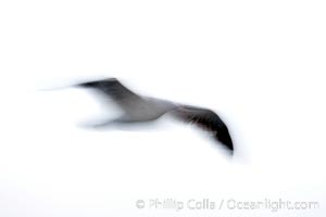 Western gull in flight, blur, Larus occidentalis, La Jolla, California