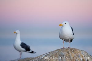 Western gull, early morning pink sky, Larus occidentalis, La Jolla, California