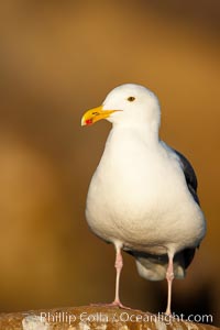 Western gull on sandstone cliffs.