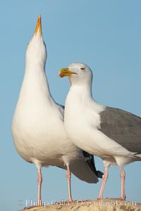 Western gulls, courtship behaviour, Larus occidentalis, La Jolla, California