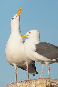 Western gulls, courtship behaviour. La Jolla, California, USA, Larus occidentalis, natural history stock photograph, photo id 18403