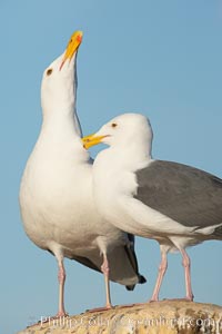 Western gulls, courtship behaviour, Larus occidentalis, La Jolla, California