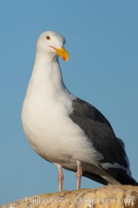 Western gull on sandstone cliffs, Larus occidentalis, La Jolla, California