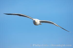 Western gull in flight, Larus occidentalis, La Jolla, California