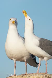 Western gulls, courtship behaviour. La Jolla, California, USA, Larus occidentalis, natural history stock photograph, photo id 18406