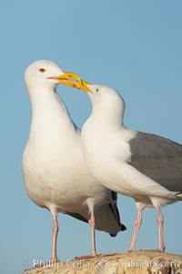 Western gulls, courtship behaviour, Larus occidentalis, La Jolla, California