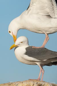 Western gulls, courtship behaviour, Larus occidentalis, La Jolla, California