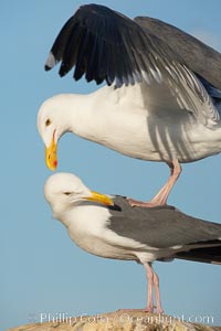 Western gulls, courtship behaviour, Larus occidentalis, La Jolla, California