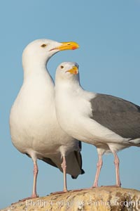 Western gulls, courtship behaviour, Larus occidentalis, La Jolla, California