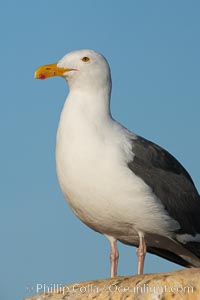 Western gull on sandstone cliffs, Larus occidentalis, La Jolla, California