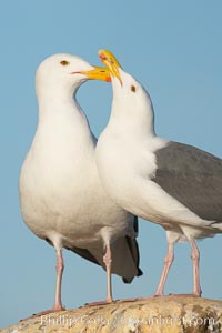 Western gulls, courtship behaviour. La Jolla, California, USA, Larus occidentalis, natural history stock photograph, photo id 18415