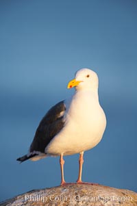 Western gull on sandstone cliffs, Larus occidentalis, La Jolla, California