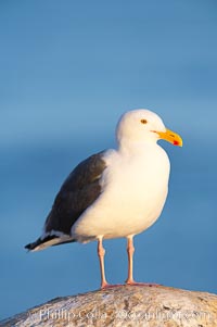 Western gull on sandstone cliffs, Larus occidentalis, La Jolla, California