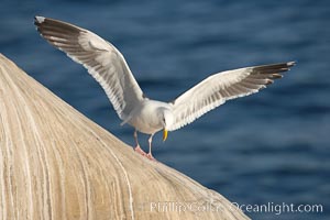 Western gull on sandstone cliffs, Larus occidentalis, La Jolla, California