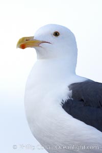 Western gull, adult, Larus occidentalis, San Diego, California