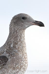 Western gull, juvenile, Larus occidentalis, San Diego, California