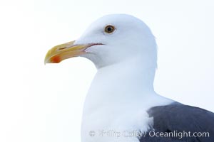 Western gull, adult, Larus occidentalis, San Diego, California