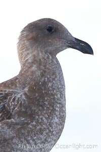 Western gull, juvenile, Larus occidentalis, San Diego, California