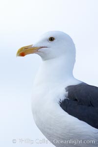 Western gull, adult, Larus occidentalis, San Diego, California