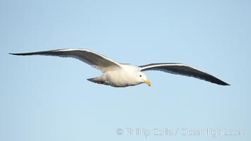 Western gull, flying, Larus occidentalis, La Jolla, California