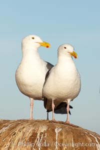 Western gulls, Larus occidentalis, La Jolla, California