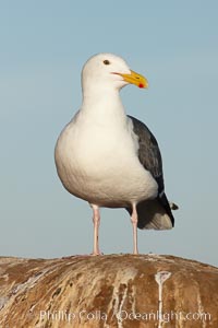 Western gull. La Jolla, California, USA, Larus occidentalis, natural history stock photograph, photo id 22283