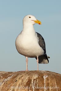 Western gull, Larus occidentalis, La Jolla, California