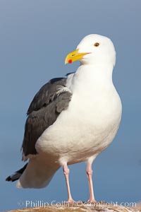 Western gull portrait, Larus occidentalis, La Jolla, California